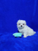 Photo №2 to announcement № 33341 for the sale of maltese dog - buy in Russian Federation from nursery