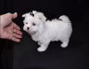 Photo №3. Cute Maltese puppies available for free adoption. Germany