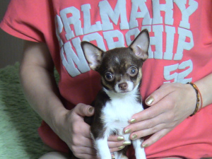 Photo №3. Mini chihuahua girl.. Russian Federation