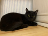 Additional photos: A wonderful young cat Agatha is looking for a home and a loving family!