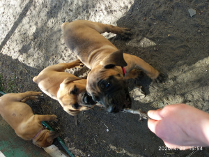 Photo №2 to announcement № 6353 for the sale of boerboel - buy in Ukraine private announcement