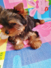 Additional photos: Single Yorkshire Terrier girl for sale, baby face muzzle.