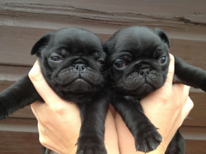 Photo №1. pug - for sale in the city of Minsk | 300$ | Announcement № 453