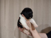 Photo №4. I will sell american akita in the city of Kiev. from nursery - price - negotiated