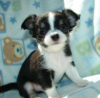 Photo №1. chihuahua - for sale in the city of Гамбург | 370$ | Announcement № 90060