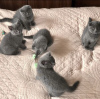 Photo №2 to announcement № 93596 for the sale of british shorthair - buy in Germany private announcement, breeder