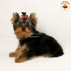 Photo №4. I will sell yorkshire terrier in the city of Kiev. private announcement, from nursery, breeder - price - 2414$