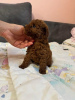 Photo №4. I will sell poodle (toy) in the city of Бачка-Паланка. breeder - price - negotiated