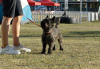 Additional photos: Cairn terrier puppies available