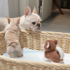 Photo №2 to announcement № 37078 for the sale of french bulldog - buy in Russian Federation private announcement