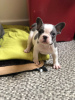 Photo №1. french bulldog - for sale in the city of Berlin | Is free | Announcement № 95911