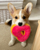 Photo №1. welsh corgi - for sale in the city of Geneva | 423$ | Announcement № 99383