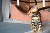 Photo №1. bengal cat - for sale in the city of Yekaterinburg | 558$ | Announcement № 10815