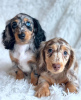 Photo №1. dachshund - for sale in the city of Stockholm | negotiated | Announcement № 113194