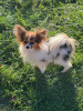 Additional photos: Selling Papillon