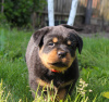 Photo №1. rottweiler - for sale in the city of Калинковичи | 1057$ | Announcement № 51863