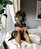 Photo №1. german shepherd - for sale in the city of Texas City | 500$ | Announcement № 104947