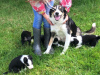 Photo №2 to announcement № 118078 for the sale of non-pedigree dogs - buy in Germany private announcement