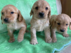 Photo №4. I will sell english cocker spaniel in the city of Tübingen. private announcement - price - Is free