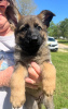 Photo №2 to announcement № 109277 for the sale of german shepherd - buy in Germany private announcement, breeder