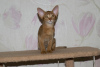 Photo №1. abyssinian cat - for sale in the city of Rostov-on-Don | 307$ | Announcement № 7634