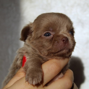 Photo №3. Purple Chihuahua Puppies. Russian Federation