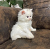 Photo №1. persian cat - for sale in the city of Destin | 300$ | Announcement № 96866