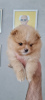 Photo №2 to announcement № 10551 for the sale of pomeranian - buy in Israel private announcement
