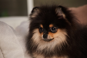 Photo №2 to announcement № 1858 for the sale of pomeranian - buy in Russian Federation private announcement