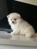 Photo №4. I will sell pomeranian in the city of Julianadorp. breeder - price - 423$