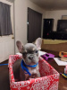 Photo №1. french bulldog - for sale in the city of Varna | Is free | Announcement № 83722