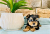 Photo №3. Teacup Yorkshire Terrier Puppy for free adoption. Germany