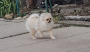 Photo №2 to announcement № 41073 for the sale of pomeranian - buy in Ukraine from nursery