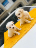 Photo №2 to announcement № 97162 for the sale of maltese dog - buy in Germany private announcement, from nursery, from the shelter, breeder