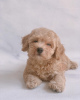 Photo №1. poodle (toy) - for sale in the city of Los Angeles | 250$ | Announcement № 124476