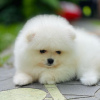 Photo №4. I will sell pomeranian in the city of Bali. private announcement - price - 280$