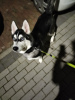 Photo №1. siberian husky - for sale in the city of Warsaw | negotiated | Announcement № 41274