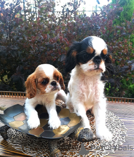 Photo №4. I will sell cavalier king charles spaniel in the city of Brest. private announcement, breeder - price - 654$