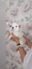 Photo №4. I will sell french bulldog in the city of Munich. private announcement - price - 380$