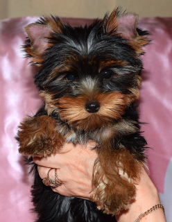 Additional photos: Puppies Yorkshire terrier, two girls.