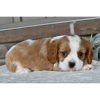 Photo №3. Cavalier King Charles Spaniel available. United States