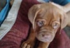 Photo №1. dogue de bordeaux - for sale in the city of Berlin | Is free | Announcement № 126929