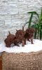 Additional photos: Toy red poodle puppies for sale