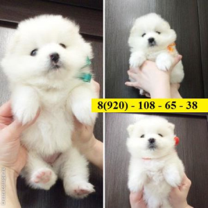 Photo №1. samoyed dog - for sale in the city of Rostov-on-Don | Negotiated | Announcement № 1360