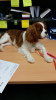 Photo №1. cavalier king charles spaniel - for sale in the city of Афины | negotiated | Announcement № 42039