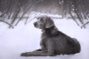 Photo №1. weimaraner - for sale in the city of Москва | 1100$ | Announcement № 61138