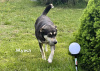 Photo №3. Guard dogs are urgently looking for a home. Belarus