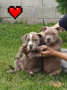 Photo №4. I will sell american bully in the city of Добрич. from nursery - price - negotiated