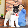 Photo №1. american akita - for sale in the city of Москва | negotiated | Announcement № 97165