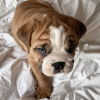 Photo №3. 2 Healthy English bulldog puppies for sale. Germany